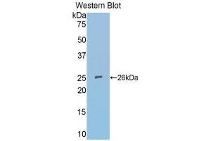 Western Blotting (WB) image for anti-Secreted Frizzled-Related Protein 4 (SFRP4) (AA 25-222) antibody (ABIN3203489) (SFRP4 anticorps  (AA 25-222))