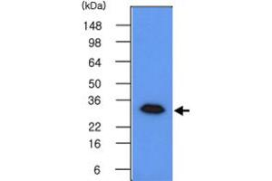 Western blot analysis of 293T cell lysates (50 ug) were resolved by SDS - PAGE , transferred to PVDF membrane and probed with GMNN monoclonal antibody , clone 2H7 (1 : 500) . (Geminin anticorps  (AA 1-209))