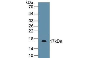 Detection of Recombinant PDGFA, Mouse using Polyclonal Antibody to Platelet Derived Growth Factor Subunit A (PDGFA) (PDGFA anticorps)