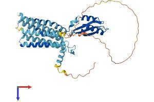 AlphaFold protein structure predicition of Human Recombinant SLC30A7 Protein, UniprotID Q8NEW0