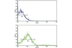 anti-Receptor Tyrosine Kinase-Like Orphan Receptor 2 (ROR2) (AA 19-50) antibody
