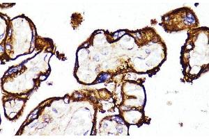 Immunohistochemistry of paraffin-embedded Human placenta using MME Polyclonal Antibody at dilution of 1:100 (40x lens). (MME anticorps)
