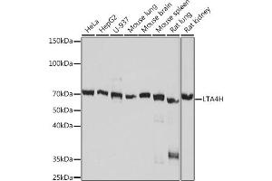 Western blot analysis of extracts of various cell lines, using LTH Rabbit mAb (ABIN7268244) at 1:1000 dilution. (LTA4H anticorps)