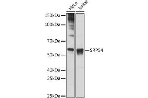 Western blot analysis of extracts of various cell lines, using SRP54 antibody (ABIN3015958, ABIN3015959, ABIN1682276, ABIN1682277 and ABIN7101466) at 1:1000 dilution. (SRP54 anticorps)