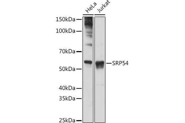 SRP54 anticorps