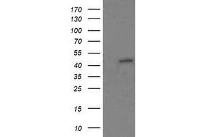 Image no. 1 for anti-Ring Finger Protein 39 (RNF39) antibody (ABIN1500724) (RNF39 anticorps)