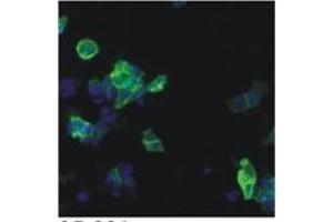 IF analysis using HIV-1 p24 antibody (05-001) in detection of 05-001 epitope tagged ETAR (Endothelin A receptor) in HEK293-based cell line
