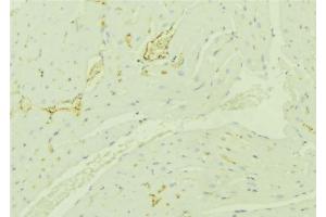 ABIN6276350 at 1/100 staining Mouse liver tissue by IHC-P.