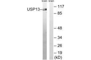 Western blot analysis of extracts from mouse brain cells, using USP13 antibody. (USP13 anticorps)