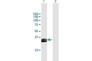 Western Blot analysis of PRSS8 expression in transfected 293T cell line by PRSS8 MaxPab polyclonal antibody. (PRSS8 anticorps  (AA 1-343))