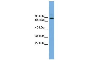 ARHGEF19 antibody used at 1 ug/ml to detect target protein. (ARHGEF19 anticorps)