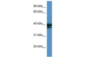 WB Suggested Anti-HNRPAB Antibody Titration:  0. (HNRNPAB anticorps  (C-Term))