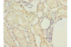 Immunohistochemistry of paraffin-embedded human kidney tissue using ABIN7142381 at dilution of 1:100 (MRPL22 anticorps  (AA 41-206))