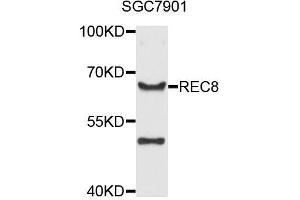 Western blot analysis of extracts of SGC-7901 cells, using REC8 antibody (ABIN5996123) at 1/1000 dilution. (REC8 anticorps)