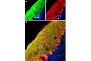 Expression of RyR2 in mouse cerebellum - Immunohistochemical staining of mouse cerebellum frozen sections with Anti-Ryanodine Receptor 2 Antibody (ABIN7043605, ABIN7045213 and ABIN7045214), (1:100), (green fluorescence).