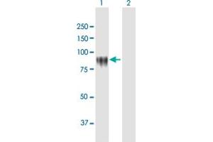 Western Blot analysis of KPRP expression in transfected 293T cell line by KPRP MaxPab polyclonal antibody. (KPRP anticorps  (AA 1-579))