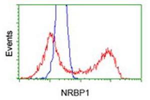 Flow Cytometry (FACS) image for anti-Nuclear Receptor Binding Protein 1 (NRBP1) antibody (ABIN1499825)