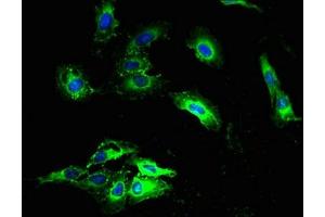 Immunofluorescent analysis of Hela cells using ABIN7160897 at dilution of 1:100 and Alexa Fluor 488-congugated AffiniPure Goat Anti-Rabbit IgG(H+L)