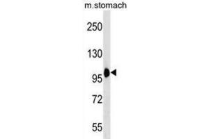 Western Blotting (WB) image for anti-Coatomer Protein Complex, Subunit beta 2 (COPB2) antibody (ABIN3000575) (COPB2 anticorps)