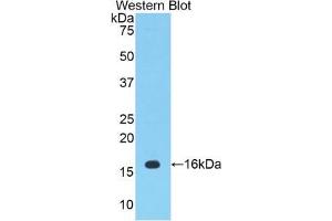 Western blot analysis of the recombinant protein. (PTGS2 anticorps  (AA 240-351))