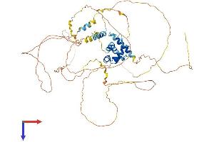AT Rich Interactive Domain 5A (MRF1-Like) (ARID5A) (AA 1-590) protein (His tag)