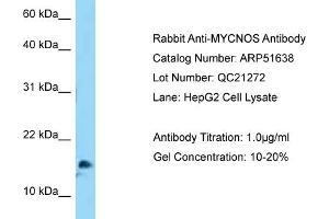 WB Suggested Anti-MYCNOS Antibody   Titration: 1. (MYCNOS anticorps  (N-Term))