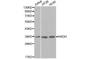 Western blot analysis of extracts of various cell lines, using HADH antibody. (HADH anticorps  (AA 1-314))