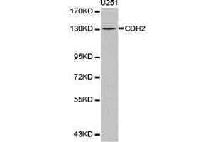 Western Blotting (WB) image for anti-Cadherin 2 (CDH2) antibody (ABIN1871706) (N-Cadherin anticorps)