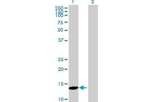 Western Blot analysis of MAP1LC3C expression in transfected 293T cell line by MAP1LC3C MaxPab polyclonal antibody. (LC3C anticorps  (AA 1-147))