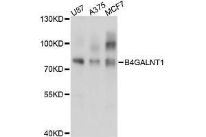 Western blot analysis of extracts of various cell lines, using B4GALNT1 antibody (ABIN6291805) at 1:3000 dilution. (B4GALNT1 anticorps)