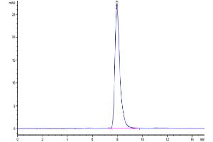 The purity of Cynomolgus EPHA2 is greater than 95 % as determined by SEC-HPLC. (EPH Receptor A2 Protein (EPHA2) (AA 24-534) (His-Avi Tag))