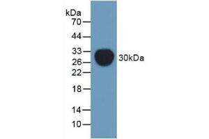 Western blot analysis of recombinant Mouse Pgp.