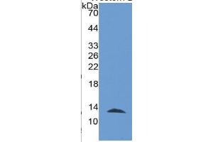 WB of Protein Standard: different control antibodies against Highly purified E.
