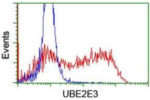 Image no. 4 for anti-Ubiquitin-Conjugating Enzyme E2E 3 (UBE2E3) antibody (ABIN1501617)