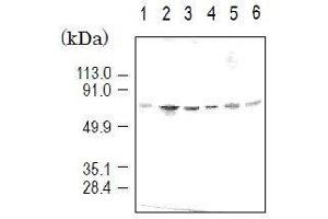 Western Blotting (WB) image for anti-Karyopherin (Importin) alpha 4 (KPNA4) (full length) antibody (ABIN2452037) (KPNA4 anticorps  (full length))