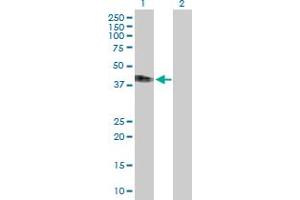 Western Blot analysis of IFNAR2 expression in transfected 293T cell line by IFNAR2 MaxPab polyclonal antibody. (IFNAR2 anticorps  (AA 1-331))