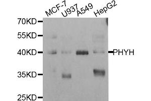 Western blot analysis of extracts of various cell lines, using PHYH antibody. (PHYH anticorps)