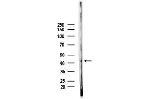 anti-Syntaxin 16 (STX16) (N-Term) antibody