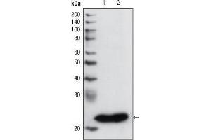 Western blot analysis using GSTP1 mouse mAb against PC3 cell lysate (1) and human cerebellum tissue lysate (2). (GSTP1 anticorps)