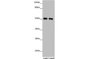 Western blot All lanes: MCRS1 antibody at 8 μg/mL Lane 1: Jurkat whole cell lysate Lane 2: Hela whole cell lysate Secondary Goat polyclonal to rabbit IgG at 1/10000 dilution Predicted band size: 52, 54, 51, 32 kDa Observed band size: 52 kDa (MCRS1 anticorps  (AA 1-138))