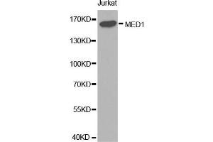 Western blot analysis of extracts of Jurkat cell lines, using MED1 antibody. (MED1 anticorps  (AA 1-300))