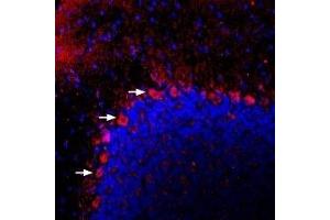 Expression of PAC1 receptor in rat cerebellum - Immunohistochemical staining of perfusion-fixed frozen rat brain sections using Anti-PACAP Receptor 1 (PAC1) Antibody (ABIN7042894, ABIN7045333 and ABIN7045334), (1:400), followed by donkey anti-rabbit-Cy3 antibody.