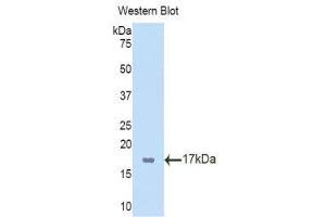 Western Blotting (WB) image for anti-T-Box 3 (TBX3) (AA 107-220) antibody (ABIN1176688)