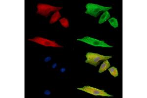 ABIN7095060 and ABIN7099116 staining  cells by IF/ICC. (FAM105B anticorps)