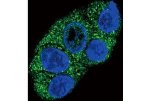 Immunofluorescence (IF) image for anti-ATPase, Cu++ Transporting, beta Polypeptide (ATP7B) antibody (ABIN3002647)