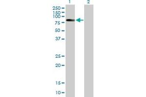 Western Blot analysis of ZBTB3 expression in transfected 293T cell line by ZBTB3 MaxPab polyclonal antibody. (ZBTB3 anticorps  (AA 1-574))