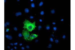 Anti-CAPN9 mouse monoclonal antibody (ABIN2455041) immunofluorescent staining of COS7 cells transiently transfected by pCMV6-ENTRY CAPN9 (RC215171). (Calpain 9 anticorps)