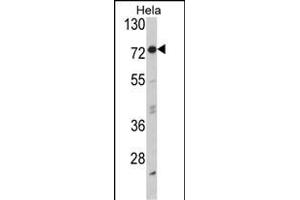 Western blot analysis of EIF2AK1 Antibody (Center) (ABIN392708 and ABIN2842185) in Hela cell line lysates (35 μg/lane). (EIF2AK1 anticorps  (AA 267-296))