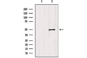Western blot analysis of extracts from Mouse lung, using CCBL1/KAT1 Antibody. (CCBL1 anticorps  (Internal Region))