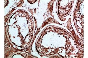 Immunohistochemical analysis of paraffin-embedded human-testis, antibody was diluted at 1:200